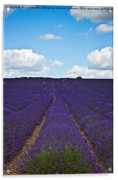 Lavender Field Acrylic by Graham Custance