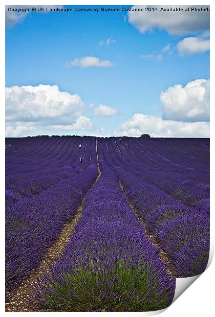  Lavender Field Print by Graham Custance