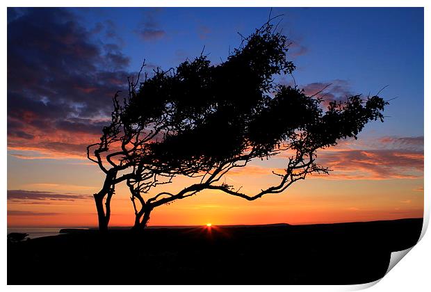  The Lone tree sunset Print by Ross Lawford