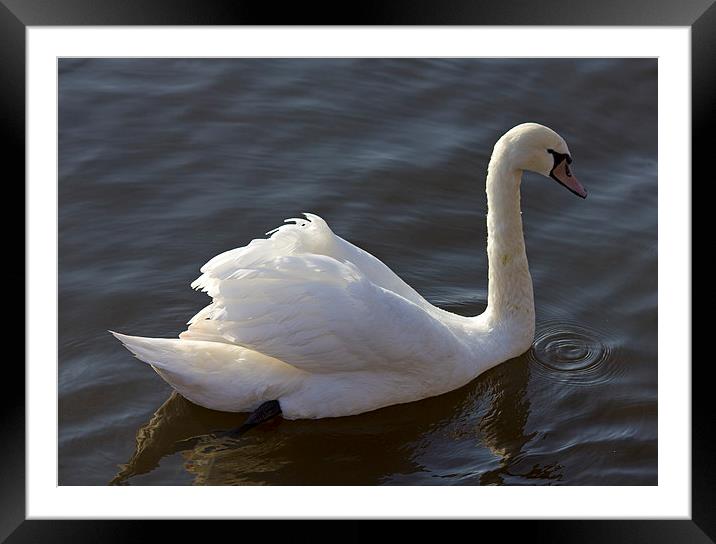 Swan In Motion Framed Mounted Print by Darren Burroughs