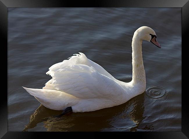 Swan In Motion Framed Print by Darren Burroughs