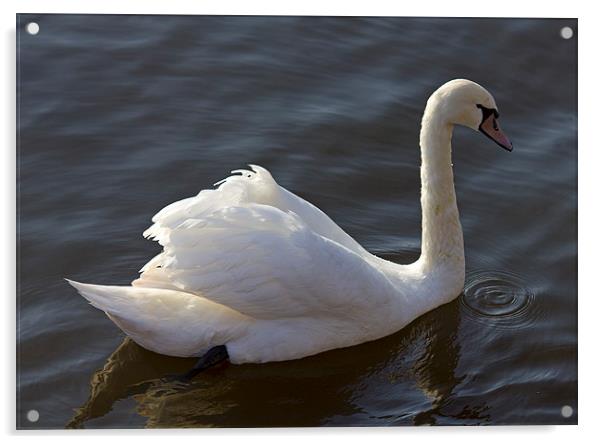 Swan In Motion Acrylic by Darren Burroughs