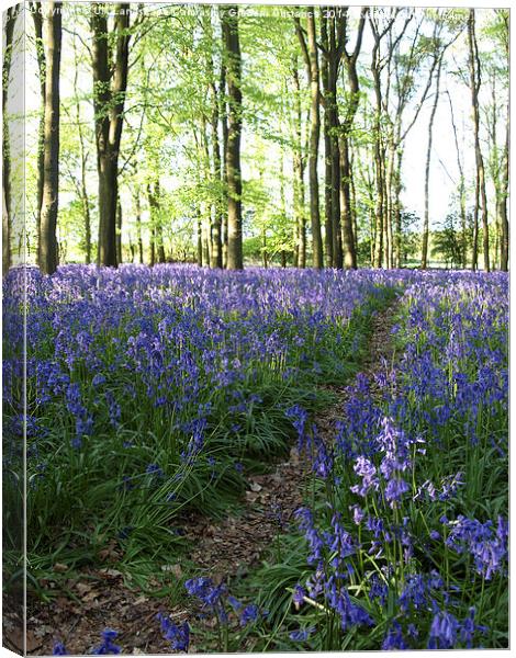  Bluebell Woods Canvas Print by Graham Custance