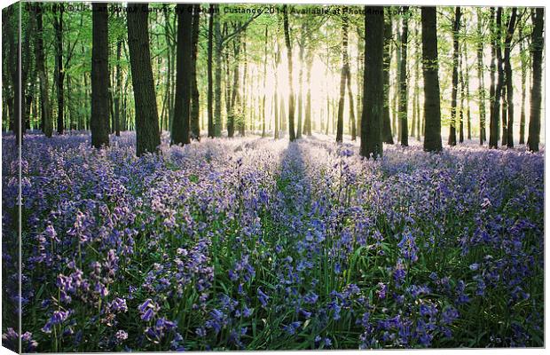  Bluebell Woods  Canvas Print by Graham Custance