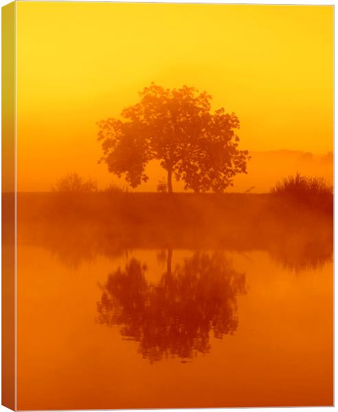  The golden misty tree Canvas Print by Ross Lawford