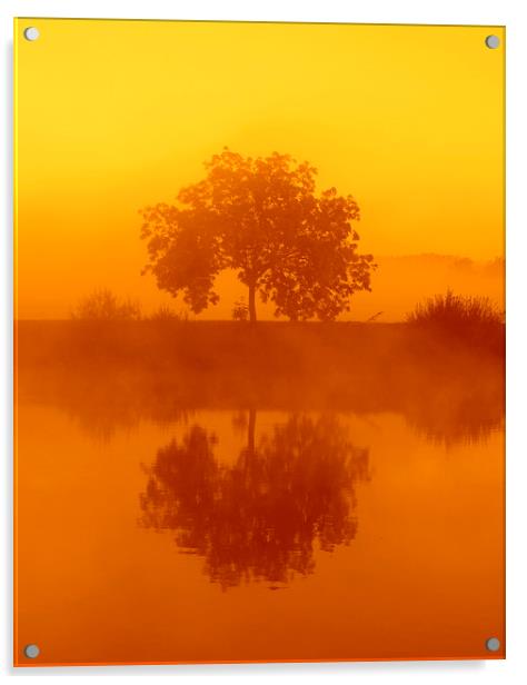  The golden misty tree Acrylic by Ross Lawford