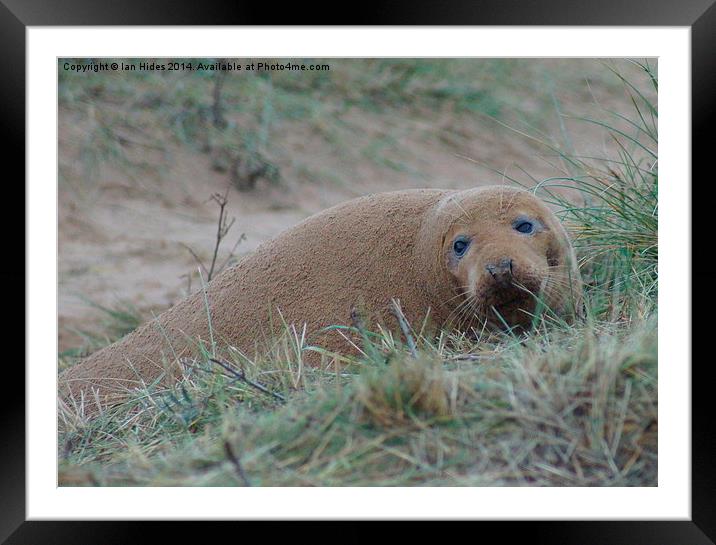  Sand covered Seal Framed Mounted Print by Ian Hides