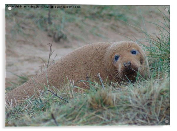  Sand covered Seal Acrylic by Ian Hides