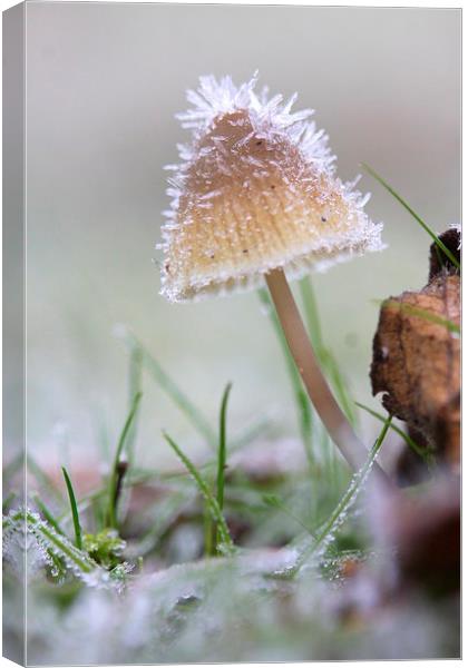  The frosty mushroom Canvas Print by Ross Lawford