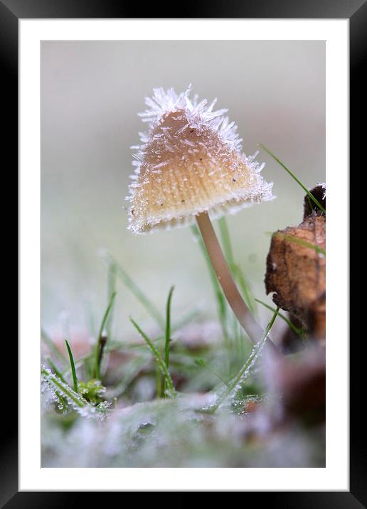  The frosty mushroom Framed Mounted Print by Ross Lawford