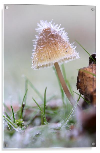  The frosty mushroom Acrylic by Ross Lawford