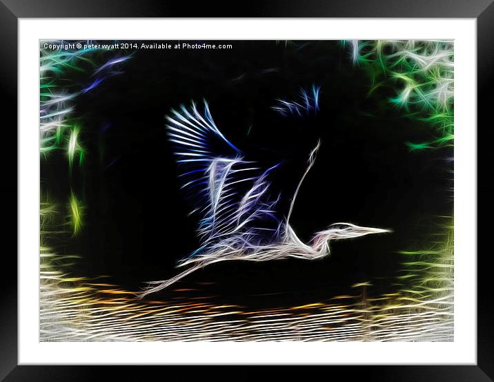  Heron in flight Framed Mounted Print by peter wyatt