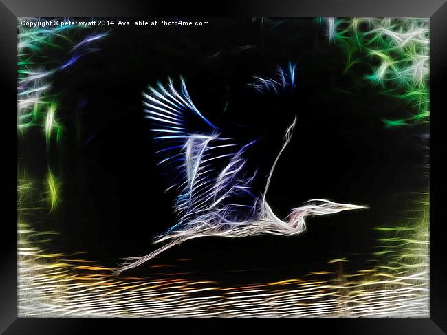  Heron in flight Framed Print by peter wyatt