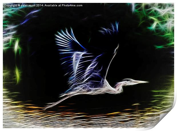  Heron in flight Print by peter wyatt