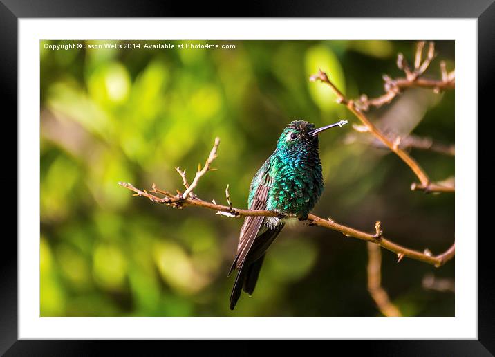  Hummingbird perched on a tree Framed Mounted Print by Jason Wells