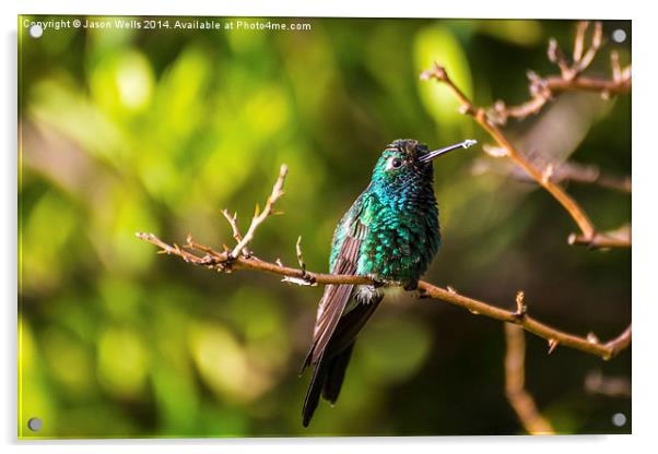  Hummingbird perched on a tree Acrylic by Jason Wells