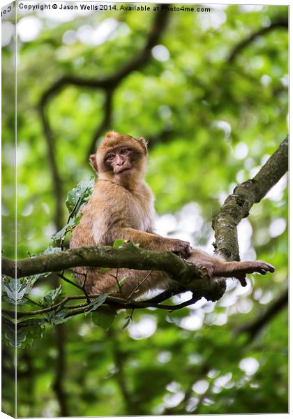 Barbary macaque in a tree Canvas Print by Jason Wells