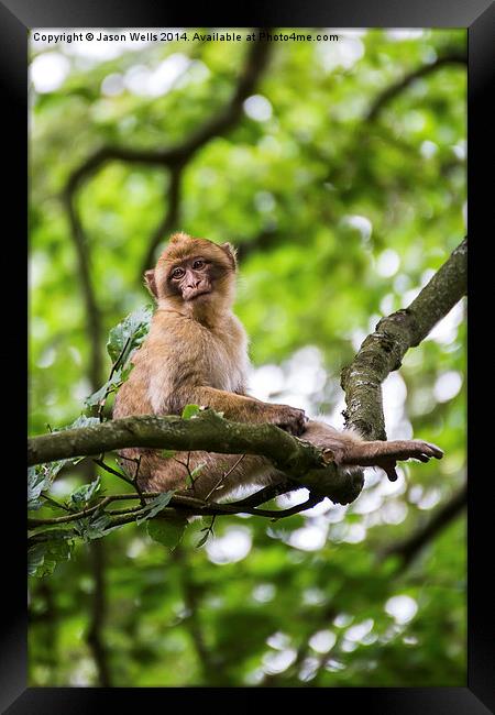 Barbary macaque in a tree Framed Print by Jason Wells