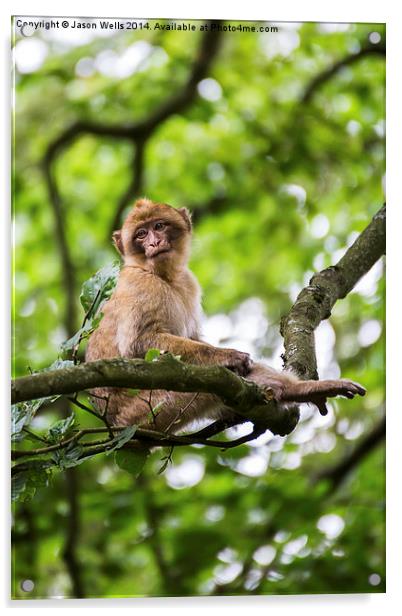 Barbary macaque in a tree Acrylic by Jason Wells