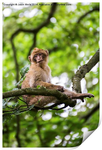 Barbary macaque in a tree Print by Jason Wells