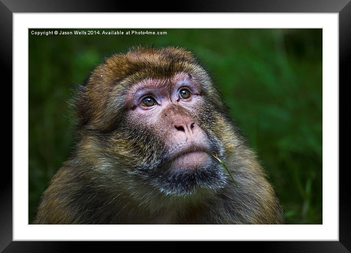  Portrait of a Barbary macaque Framed Mounted Print by Jason Wells