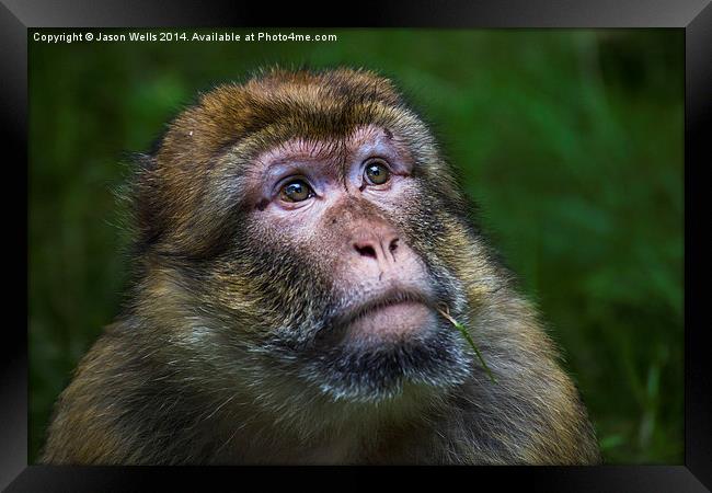  Portrait of a Barbary macaque Framed Print by Jason Wells