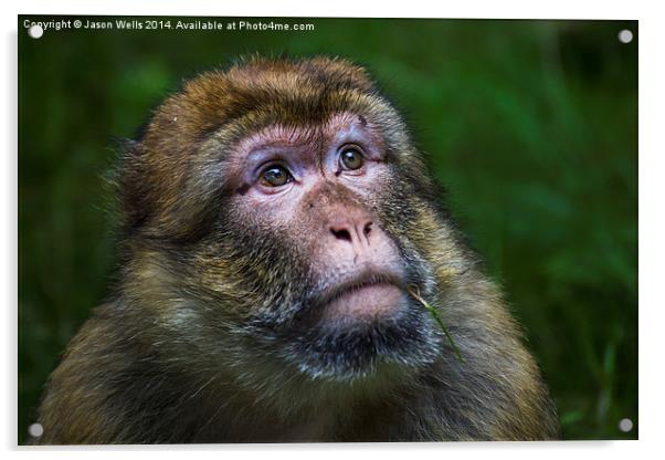  Portrait of a Barbary macaque Acrylic by Jason Wells