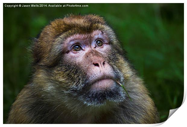  Portrait of a Barbary macaque Print by Jason Wells