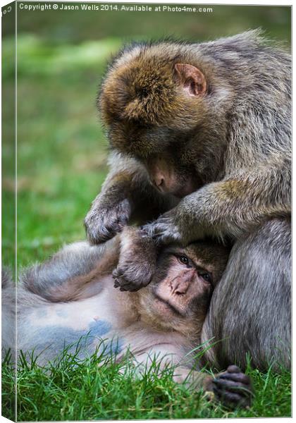 Barbary macaques grooming Canvas Print by Jason Wells