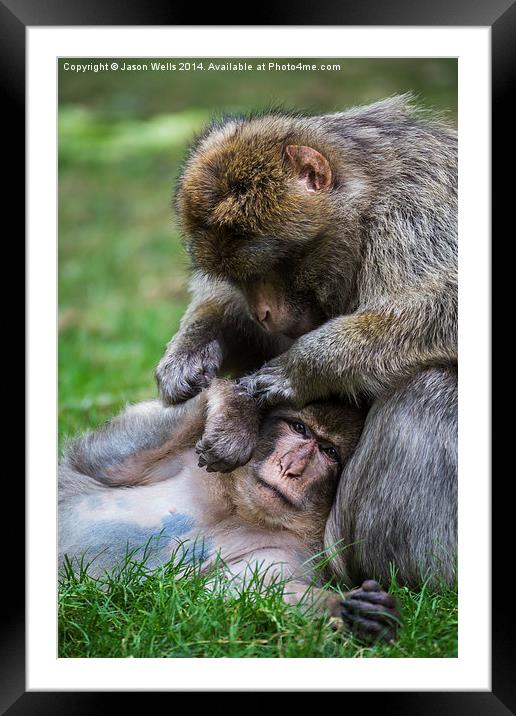 Barbary macaques grooming Framed Mounted Print by Jason Wells
