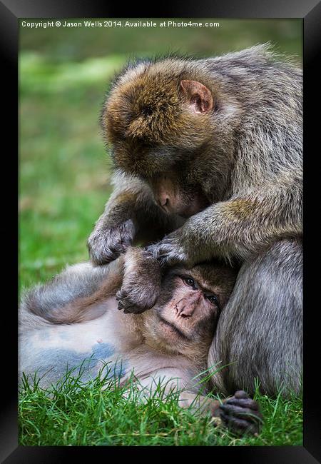 Barbary macaques grooming Framed Print by Jason Wells