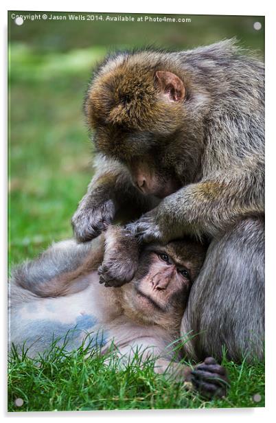 Barbary macaques grooming Acrylic by Jason Wells