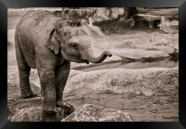  Elephant calf Framed Print by Jason Wells
