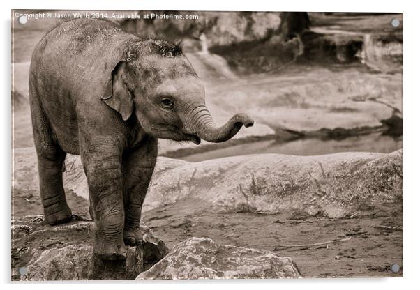  Elephant calf Acrylic by Jason Wells