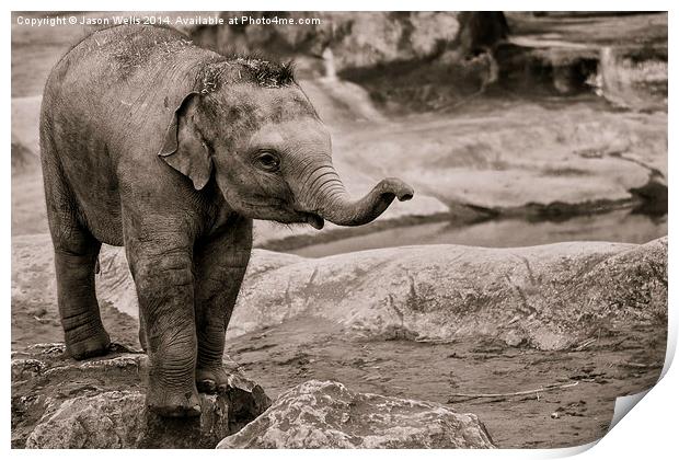  Elephant calf Print by Jason Wells
