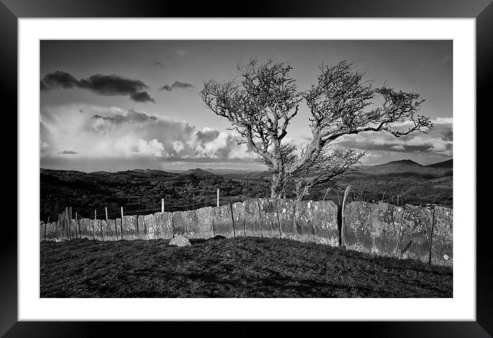  Tree on a hill Framed Mounted Print by Rory Trappe