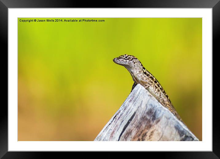  Lizard basking in the sun Framed Mounted Print by Jason Wells