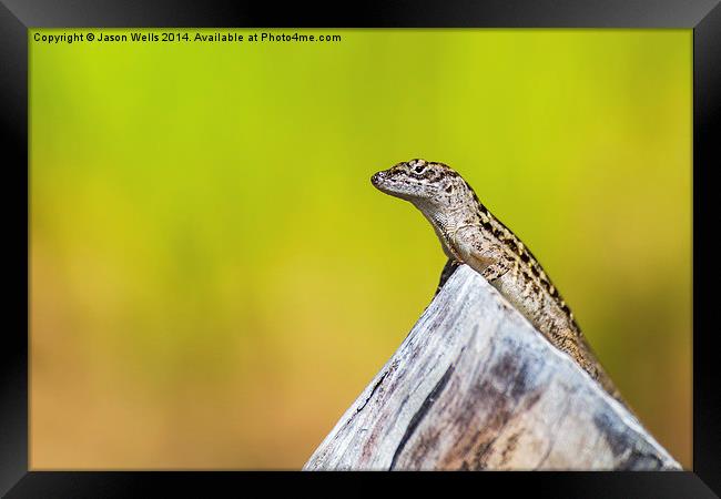  Lizard basking in the sun Framed Print by Jason Wells