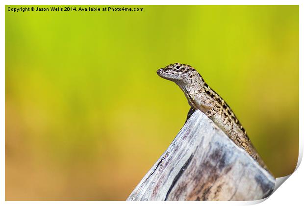  Lizard basking in the sun Print by Jason Wells