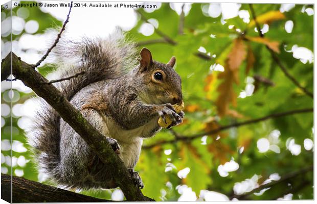 Grey squirrel eating a nut Canvas Print by Jason Wells