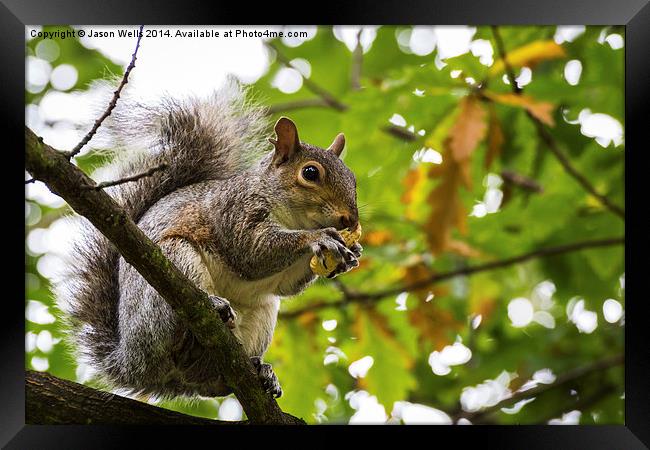 Grey squirrel eating a nut Framed Print by Jason Wells