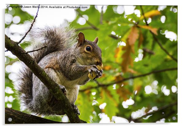 Grey squirrel eating a nut Acrylic by Jason Wells