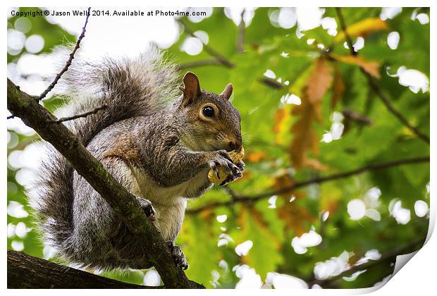 Grey squirrel eating a nut Print by Jason Wells
