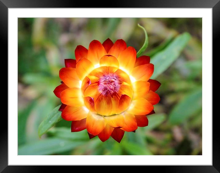  beautiful flower Framed Mounted Print by nick wastie