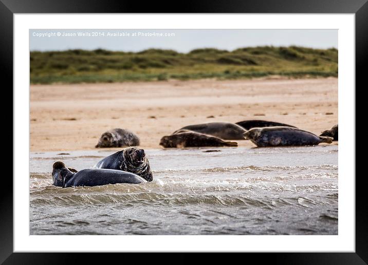 Seals off the coast of Norfolk Framed Mounted Print by Jason Wells