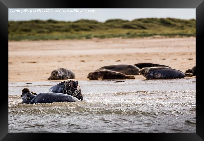 Seals off the coast of Norfolk Framed Print by Jason Wells