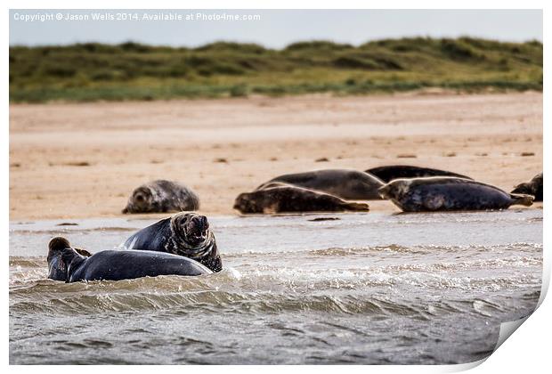 Seals off the coast of Norfolk Print by Jason Wells