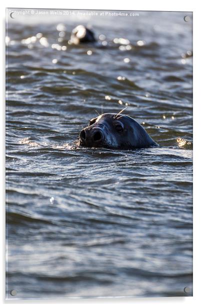 Seals off the coast of Norfolk Acrylic by Jason Wells