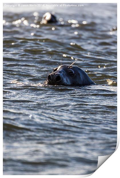 Seals off the coast of Norfolk Print by Jason Wells