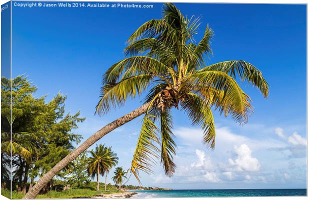 Palm tree overhanging the beach Canvas Print by Jason Wells